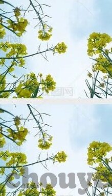麻豆Av沈樵作品全集-揭开网络世界背后的阴影，一窥麻豆AV沈樵创作生涯的深影